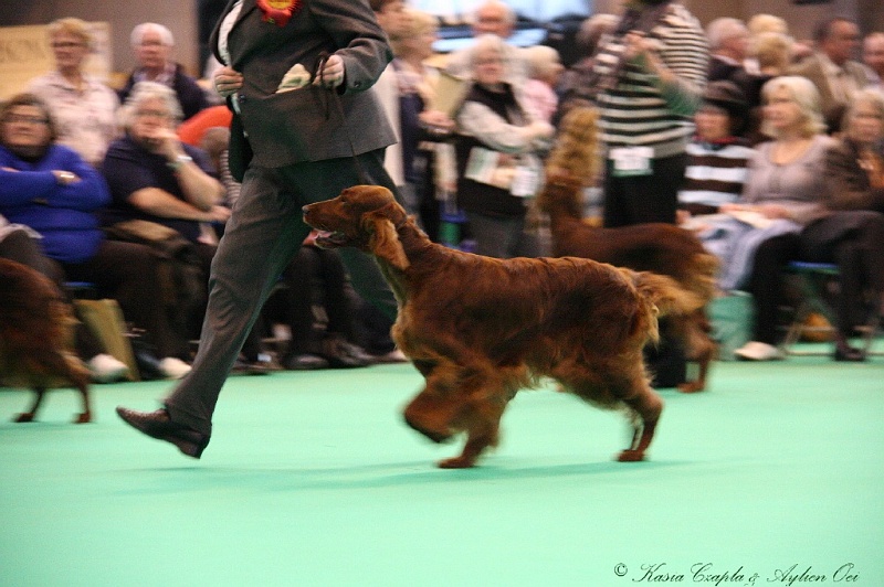 Crufts2011 902.jpg